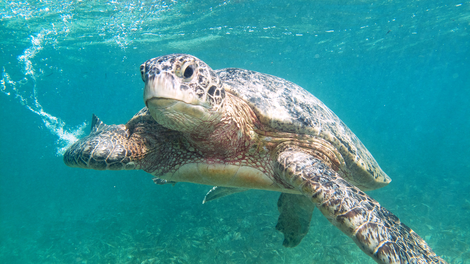 An Unforgettable Scuba Dive with Turtles - Seychelles