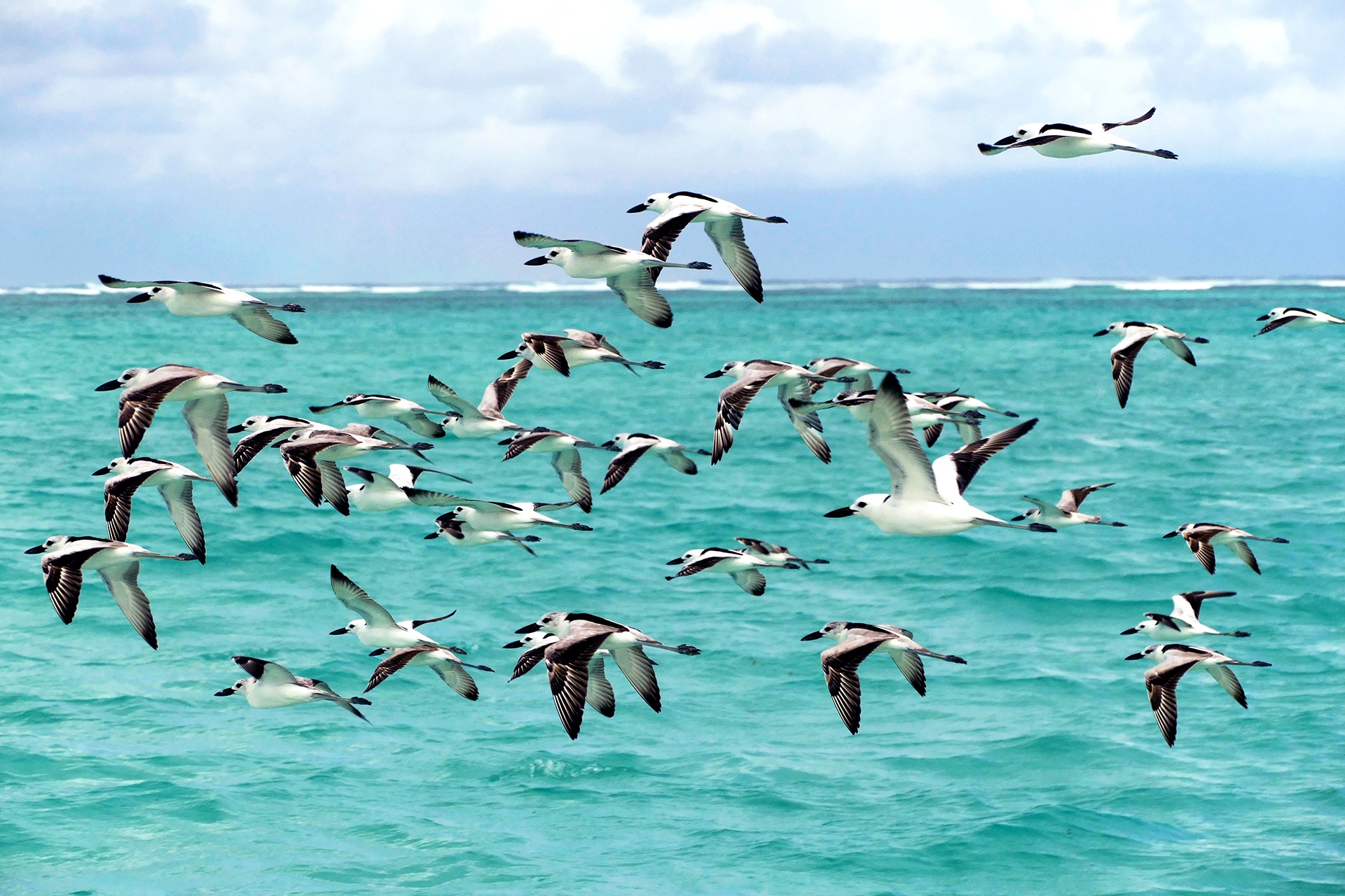 Outer Island Conservation - Blue Safari Seychelles