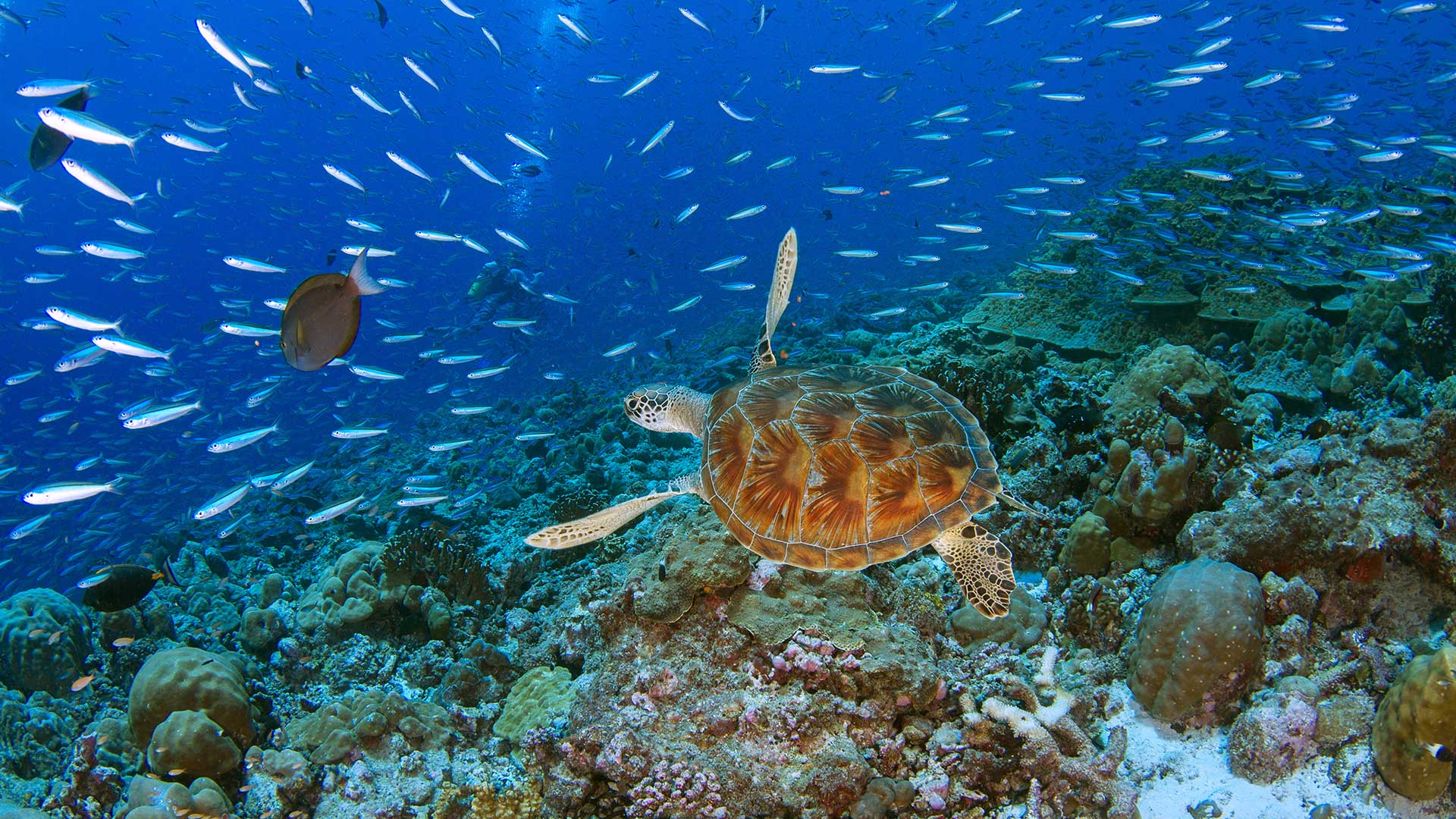 An Unforgettable Scuba Dive with Turtles - Seychelles